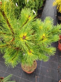Borovica pyrenejská Tukane na kmienku, Pinus uncinata 30 - 55 cm, kont. 3l