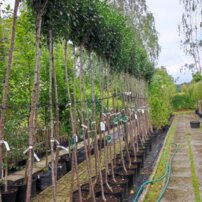 Čerešňa krovitá Umbraculifera,	Prunus eminens +300 cm, kont. 5I