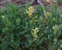 Borievka čínska Variegata, Juniperus chinensis 40 - 50 cm, kont. 3l