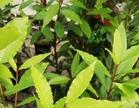 Vavrín pravý, Laurus nobilis, kont. P9 (bobkový list)