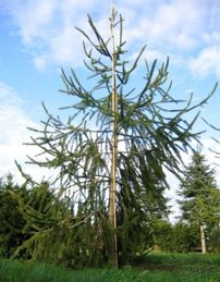 Smrek obyčajný Virgata, Picea abies 80 - 130 cm, kont. 10l