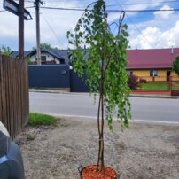 Breza previsnutá Youngii- 3 kmeň, Betula pendula 130 - 180 cm, kont. 25I