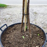 Breza previsnutá Youngii 3 kmeň, Betula pendula 130 - 180 cm, kont. 25I