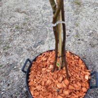 Breza previsnutá Youngii 3 kmeň, Betula pendula 130 - 180 cm, kont. 25I